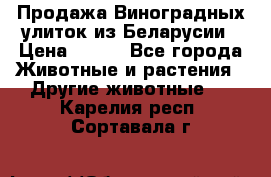 Продажа Виноградных улиток из Беларусии › Цена ­ 250 - Все города Животные и растения » Другие животные   . Карелия респ.,Сортавала г.